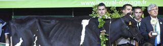 Championne. La formation des juges a évolué. Désormais, sur les rings (ici au Space 2018), la plus grande vache n’est plus forcément sacrée championne. THIERRY PASQUET Championne. La formation des juges a évolué. Désormais, sur les rings (ici au Space 2018), la plus grande vache n’est plus forcément sacrée championne. THIERRY PASQUET